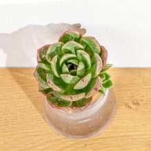 花火 三角水耕盆栽 室內植物 觀葉植物 多肉植物水培 辦公室小物