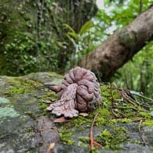 果子系列-沃若果/擺飾/雕塑公仔/原創手作手繪