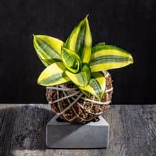 黃金虎尾蘭苔球 苔球植物 苔玉 適合室內植物 辦公室植物