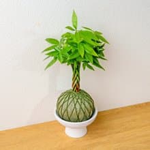 苔球植物 馬拉巴栗墨綠苔球加磨砂高腳缽 苔球 苔玉 禮物 送禮