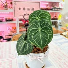 圓葉花燭 文青網美最愛 觀葉植物 喬遷誌慶 新居落成