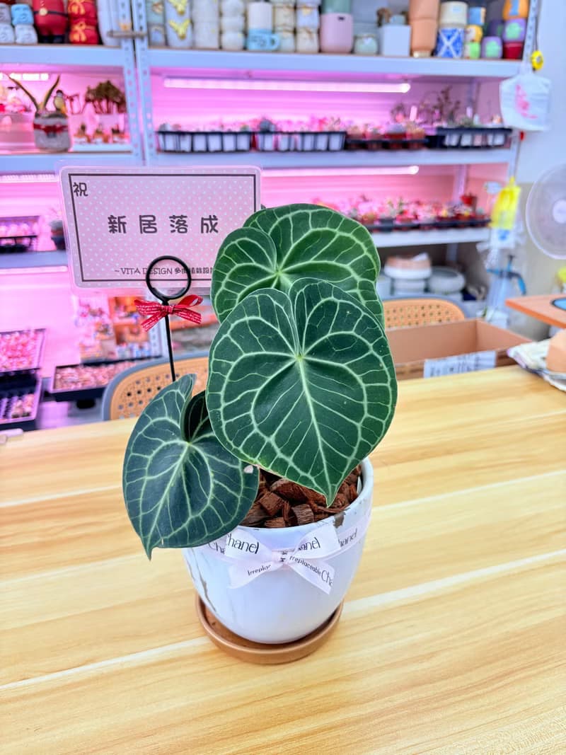 圓葉花燭 文青網美最愛 觀葉植物 喬遷誌慶 新居落成