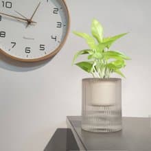 植栽 室內盆栽 陽光黃金葛 植物盆栽