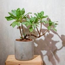 白水木水泥盆栽 落地盆栽 大盆栽 開幕送禮 喬遷禮物 植栽 盆栽
