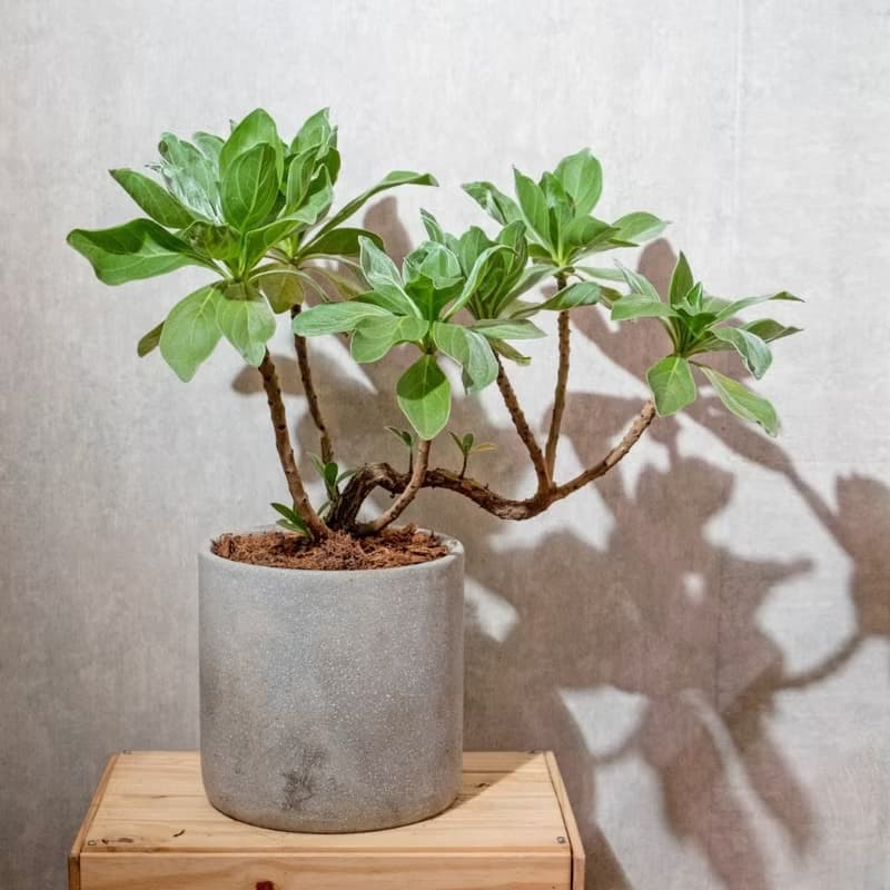 白水木水泥盆栽 落地盆栽 大盆栽 開幕送禮 喬遷禮物 植栽 盆栽