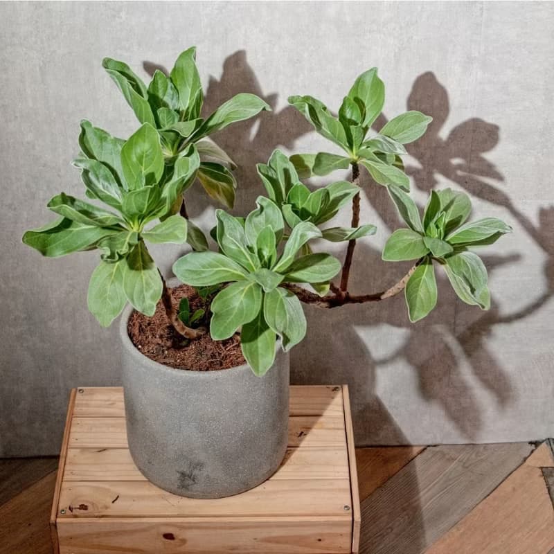 白水木水泥盆栽 落地盆栽 大盆栽 開幕送禮 喬遷禮物 植栽 盆栽