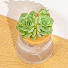月亮仙子 三角水耕盆栽 室內植物 觀葉植物 多肉植物水培 辦公室