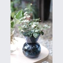 水培植栽│初雪葛_室內植物 辦公室盆栽  店內擺設