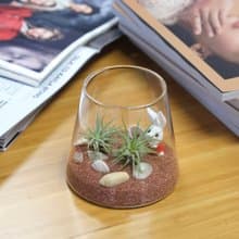 盆景空氣鳳梨種植套裝
