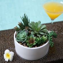 【綠意盎然】綠色多肉植物組合(大) | 佈置 |人造植物 | 陶瓷盆栽