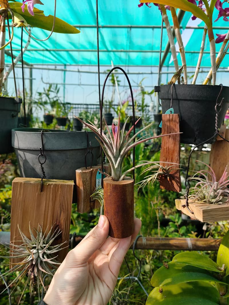 懸掛植物-空氣鳳梨