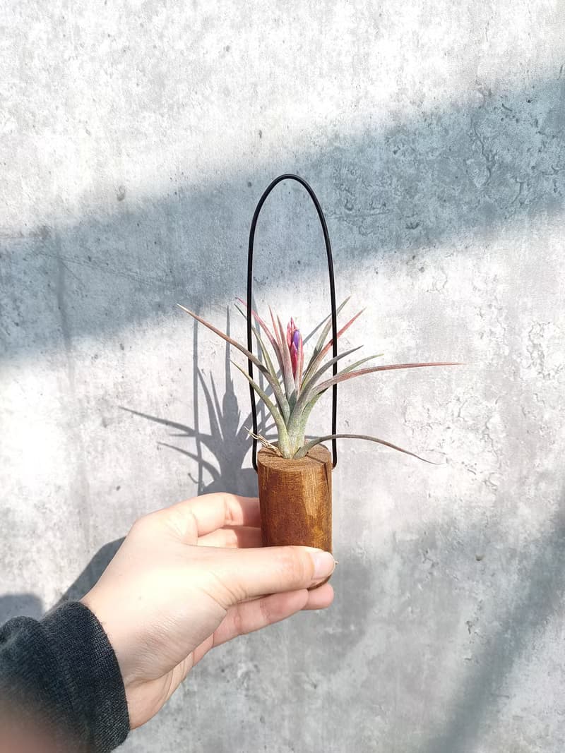 懸掛植物-空氣鳳梨