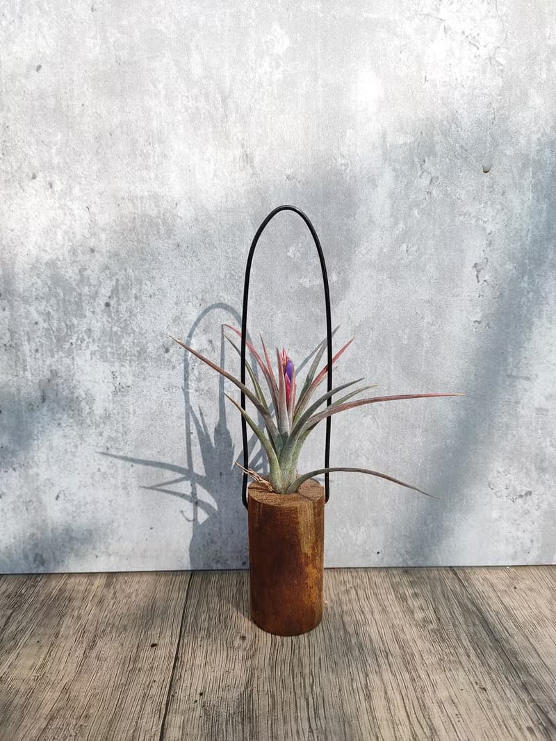 懸掛植物-空氣鳳梨