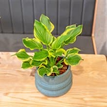 玉簪花 綠色 曲線陶瓷盆 開幕送禮 喬遷禮物 植栽 盆栽
