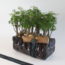 富貴吉祥/ 桌上盆栽