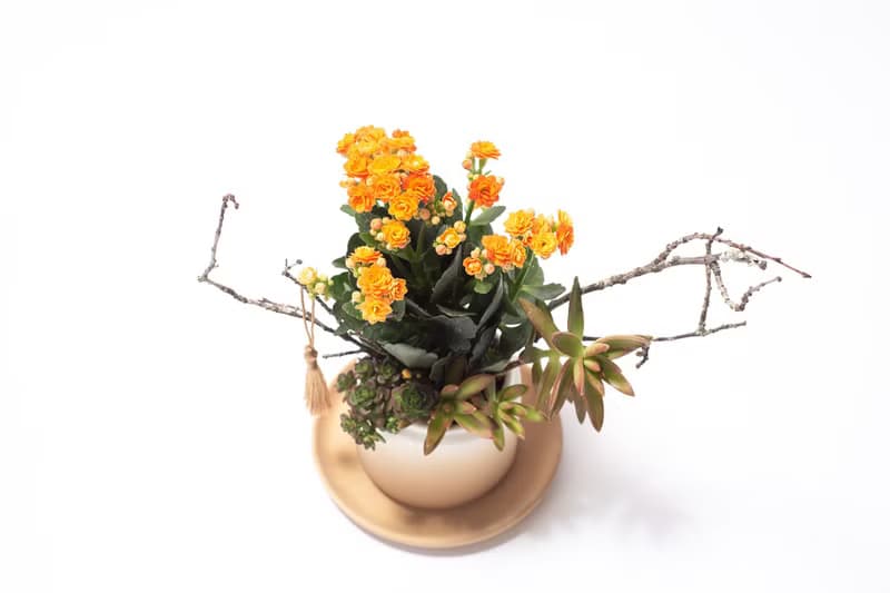 【專車配送】橙獻如意 - 以植為禮 / 盆栽 植物 台灣設計 有肉