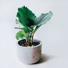 開幕送禮盆栽首選-青蘋果竹芋
