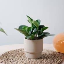 圓葉椒草/室內植物/發財樹