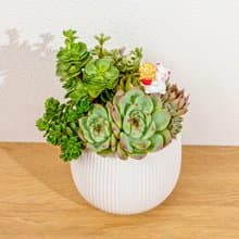 多肉組盆 線條圓陶盆白色 桌上型盆栽 開幕送禮 喬遷禮物 植栽