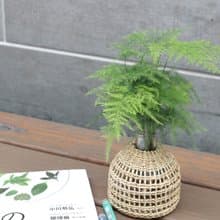 水培植栽 l 文竹 (新娘花)_室內植物 辦公室盆栽 店內擺設 送禮