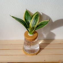 美葉虎尾蘭 三角水耕盆栽 室內植物 觀葉植物 禮物 水培