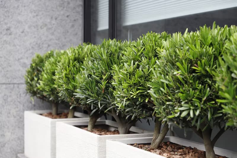 室內植栽規劃 辦公室綠化 商業空間植栽規劃 居家植栽規劃