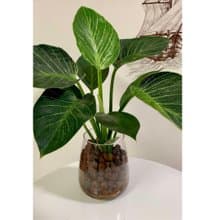 水培植栽│柏金蔓綠絨_室內植物 辦公室盆栽  店內布置