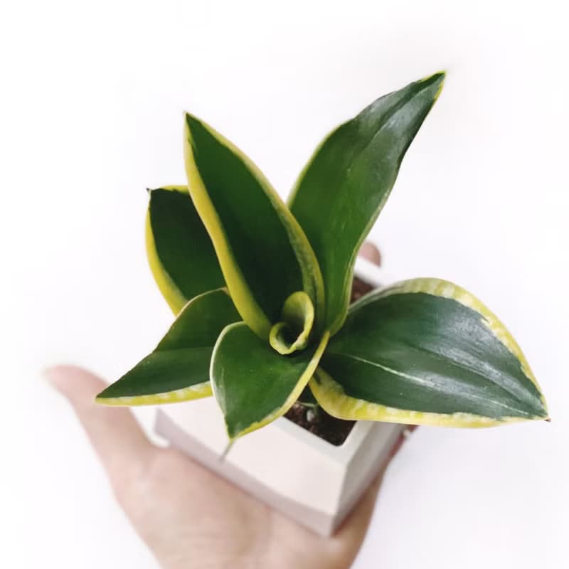 (預購) 莫蘭迪粉系列 | 荷花虎尾蘭 淨化空氣 方形雙色水泥植栽