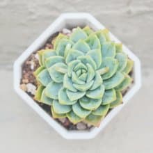 【荳荳多肉】【金絲雀】喬遷│送禮│升遷│多肉植物