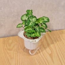 綠精靈合果芋 免澆水方形盆栽 室內植物 觀葉植物 禮物 盆栽