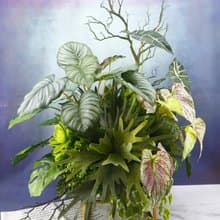 鹿角蕨觀葉植物組合裝置 免運專人配送限雙北市 其餘地區需補運費