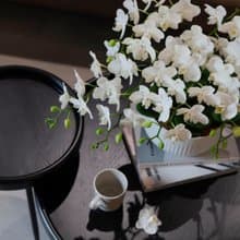 【蘭花盆栽】珍珠白(大)蝴蝶蘭盆栽 開幕送禮 升遷 過年送禮 喬遷