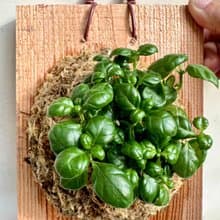 【彈簧草】植物上板 辦公室植物 生日禮物 觀葉植物 室內植物