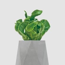 │ 水泥系列 │ 眼鏡蛇山蘇 - 觀葉 無毒 清水模 無土 水耕盆栽