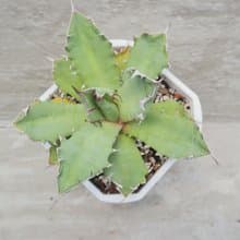 【荳荳多肉】【姬嚴龍】喬遷│送禮│升遷│多肉植物