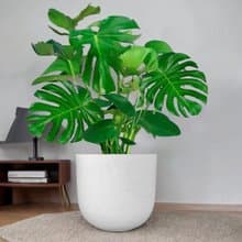 龜背芋 簡約水泥盆栽 落地盆栽 大盆栽 開幕送禮 喬遷禮物 植栽