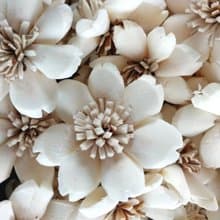 Butterfly Sola Wood Flower 5 cm. 50 flowers.