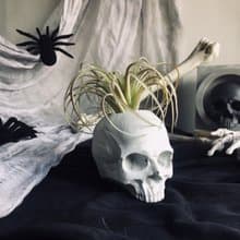 曙MUSE 水泥骷髏盆栽擺飾 手作 擴香石 擺件 辦公室小物 個性禮物