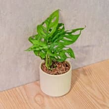 窗孔龜背芋 莫蘭迪色系直紋陶盆 室內植物 觀葉植物 禮物 盆栽