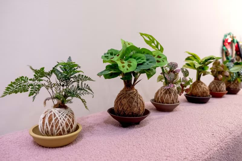 【體驗】【職人體驗】植療苔球手作x新竹竹北x團報更優惠x企業團體x文化幣
