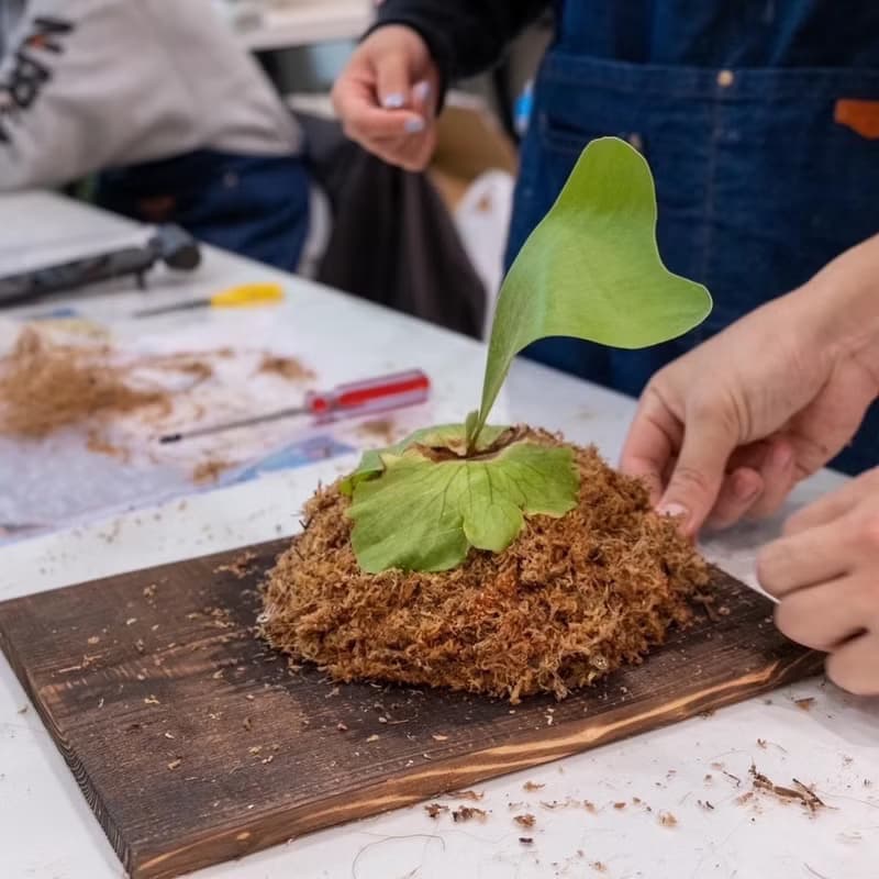 【體驗】【職人體驗】植療苔球手作x新竹竹北x團報更優惠x企業團體x文化幣