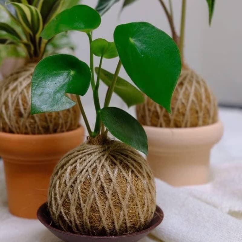 【體驗】【職人體驗】植療苔球手作x新竹竹北x團報更優惠x企業團體x文化幣