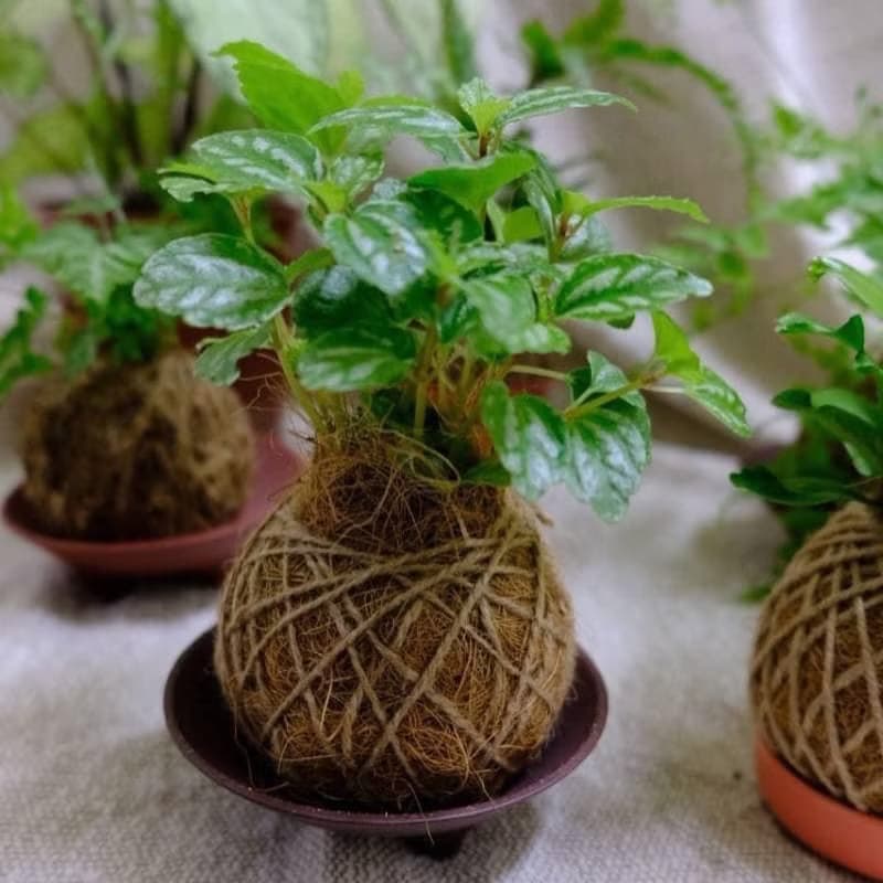【體驗】【職人體驗】植療苔球手作x新竹竹北x團報更優惠x企業團體x文化幣