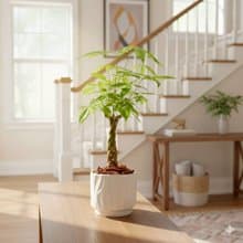 馬拉巴栗 流線白陶盆栽 開幕盆栽推薦 桌上盆栽 送禮