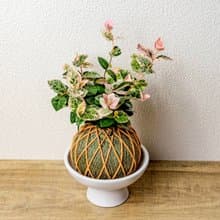 苔球植物 初雪葛墨綠苔球加磨砂高腳缽 苔球 苔玉 禮物 送禮 桌上
