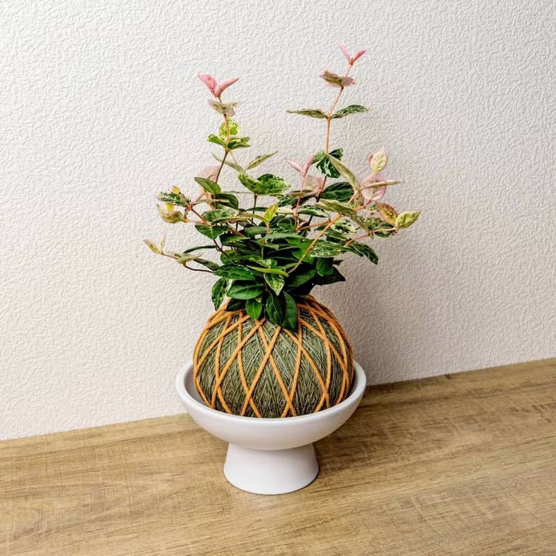 苔球植物 初雪葛墨綠苔球加磨砂高腳缽 苔球 苔玉 禮物 送禮 桌上