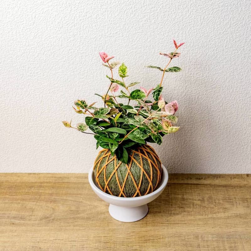 苔球植物 初雪葛墨綠苔球加磨砂高腳缽 苔球 苔玉 禮物 送禮 桌上