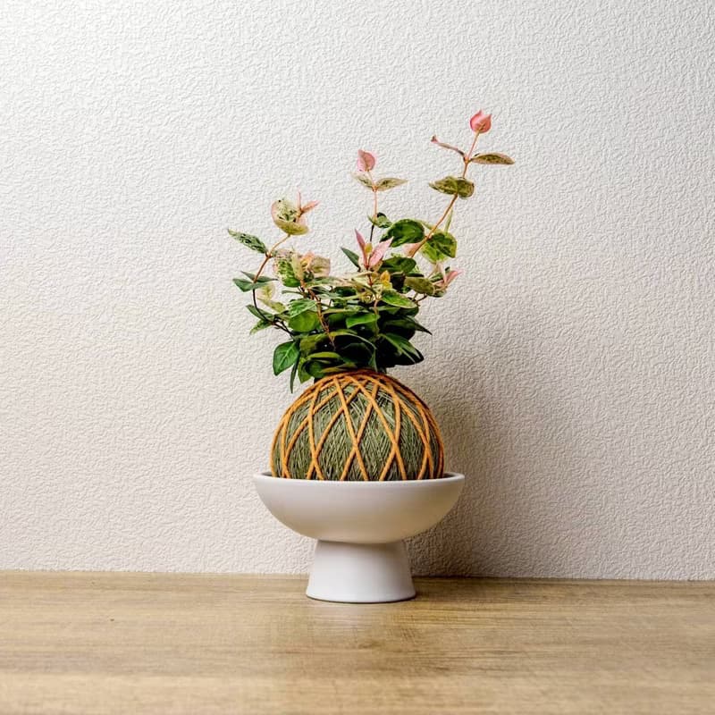 苔球植物 初雪葛墨綠苔球加磨砂高腳缽 苔球 苔玉 禮物 送禮 桌上