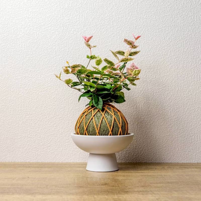 苔球植物 初雪葛墨綠苔球加磨砂高腳缽 苔球 苔玉 禮物 送禮 桌上