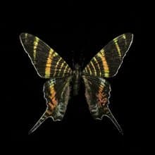 斯氏燕蛾 – 已滅絕燕蛾_超擬真仿真模型 | 仿真標本 | 蝴蝶標本